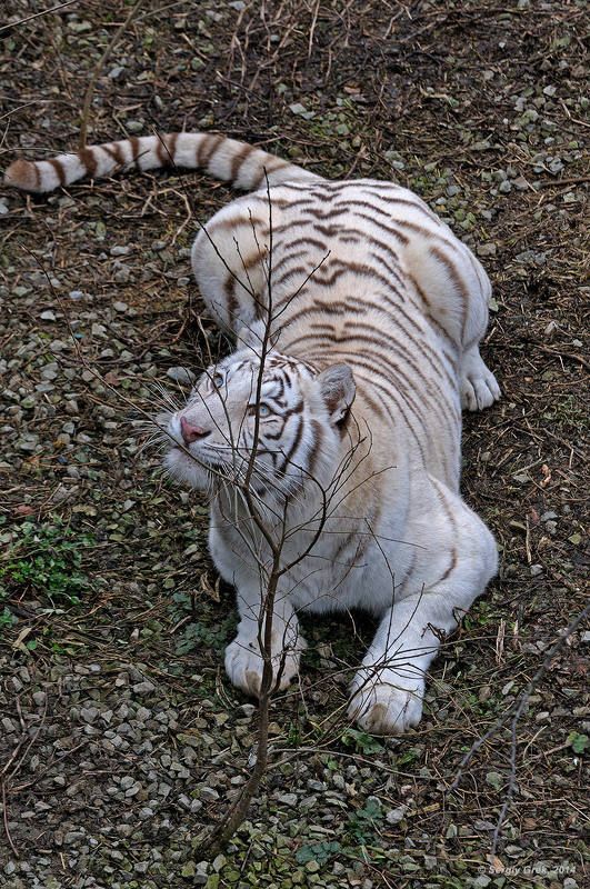 В засаде!photo preview