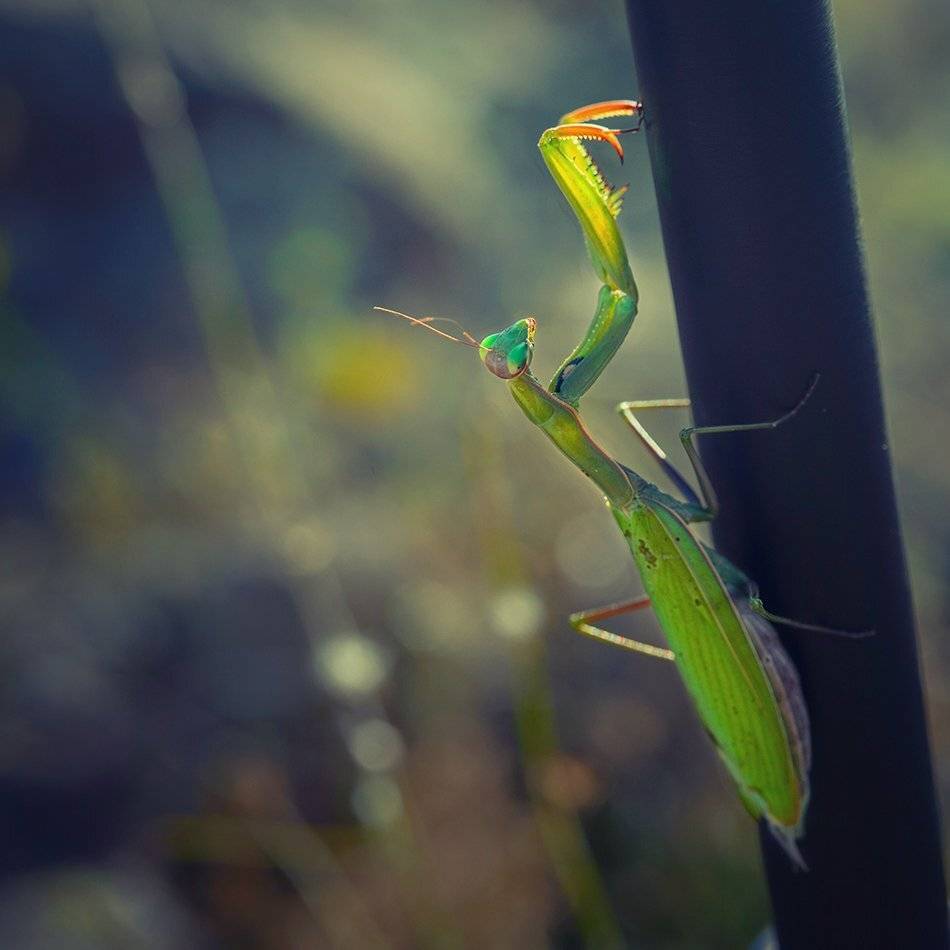 Богомол на треноге. Автор: Васил Анастасовски , Васил Анастасовски