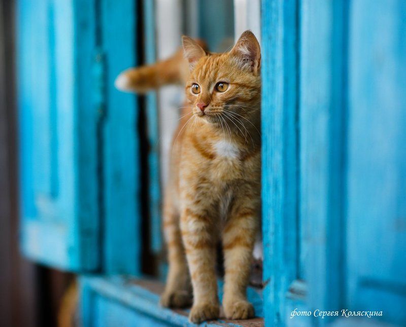 Кот, Котенок, Котик, Кошка, На окошке, Рыжийкот, Сергей коляскин, Утро, Фото Сергея Коляскина Утро рыжего котаphoto preview