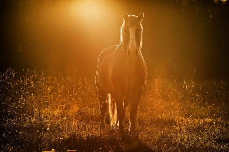 Просвещенныйphoto preview