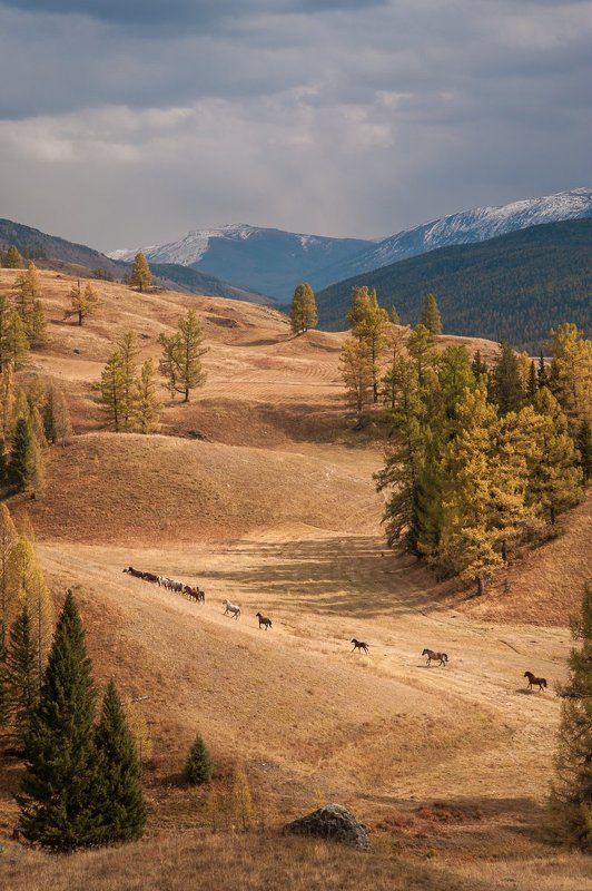 Дикий, дикий ... но не западphoto preview