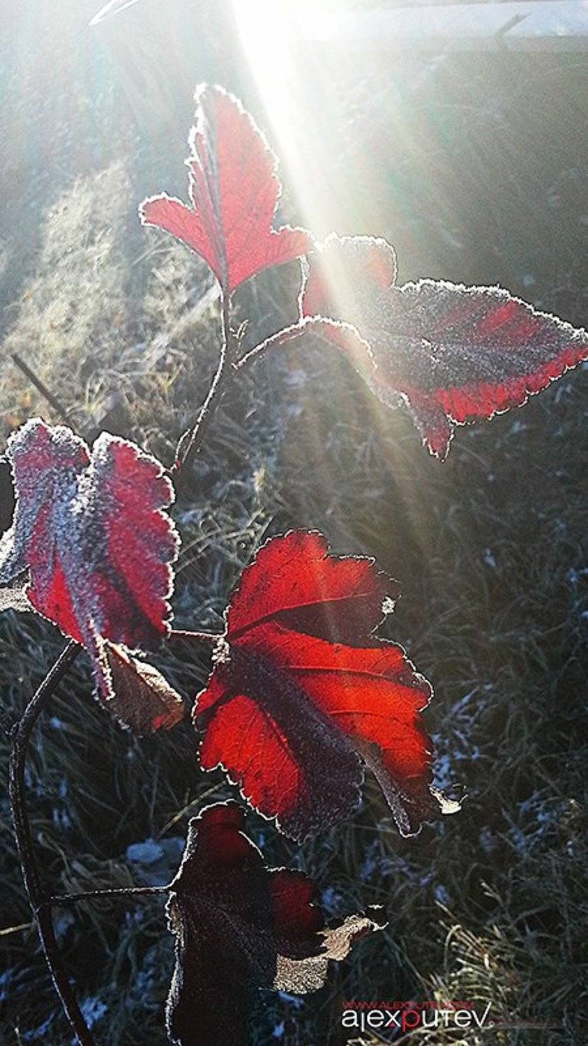 на рассвете. Автор: Александр Путев Заморозки, Иней, Октябрь, Рассвет, Александр Путев