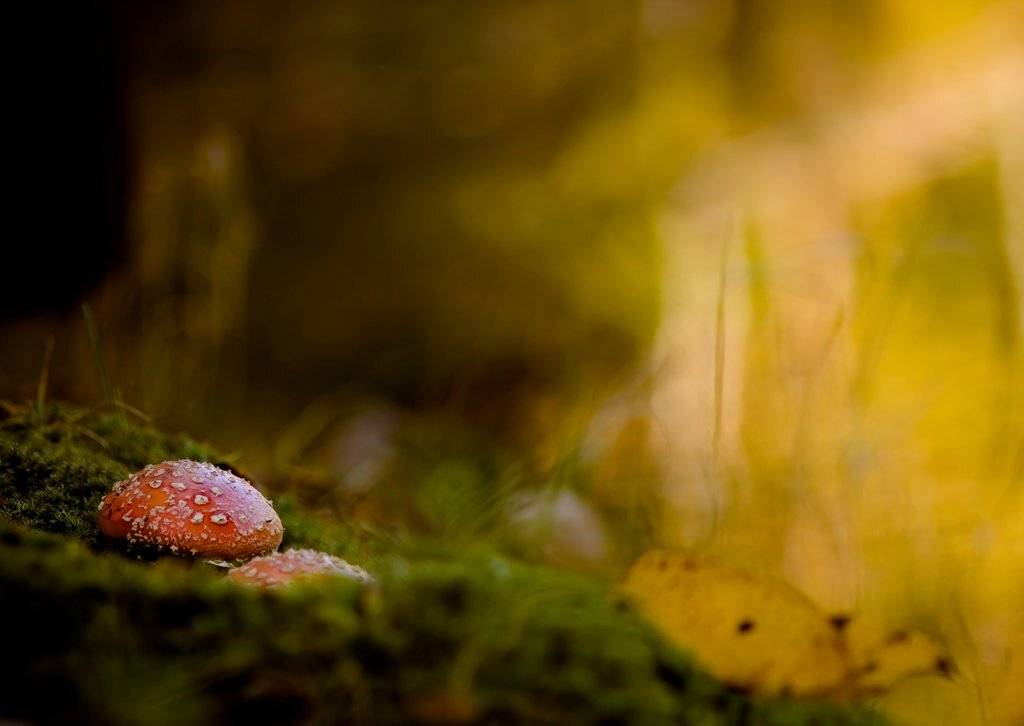 Осень,осень,лес остыл и листья сбросил.... Автор: Germanic , Germanic