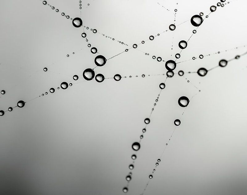 Spider webphoto preview