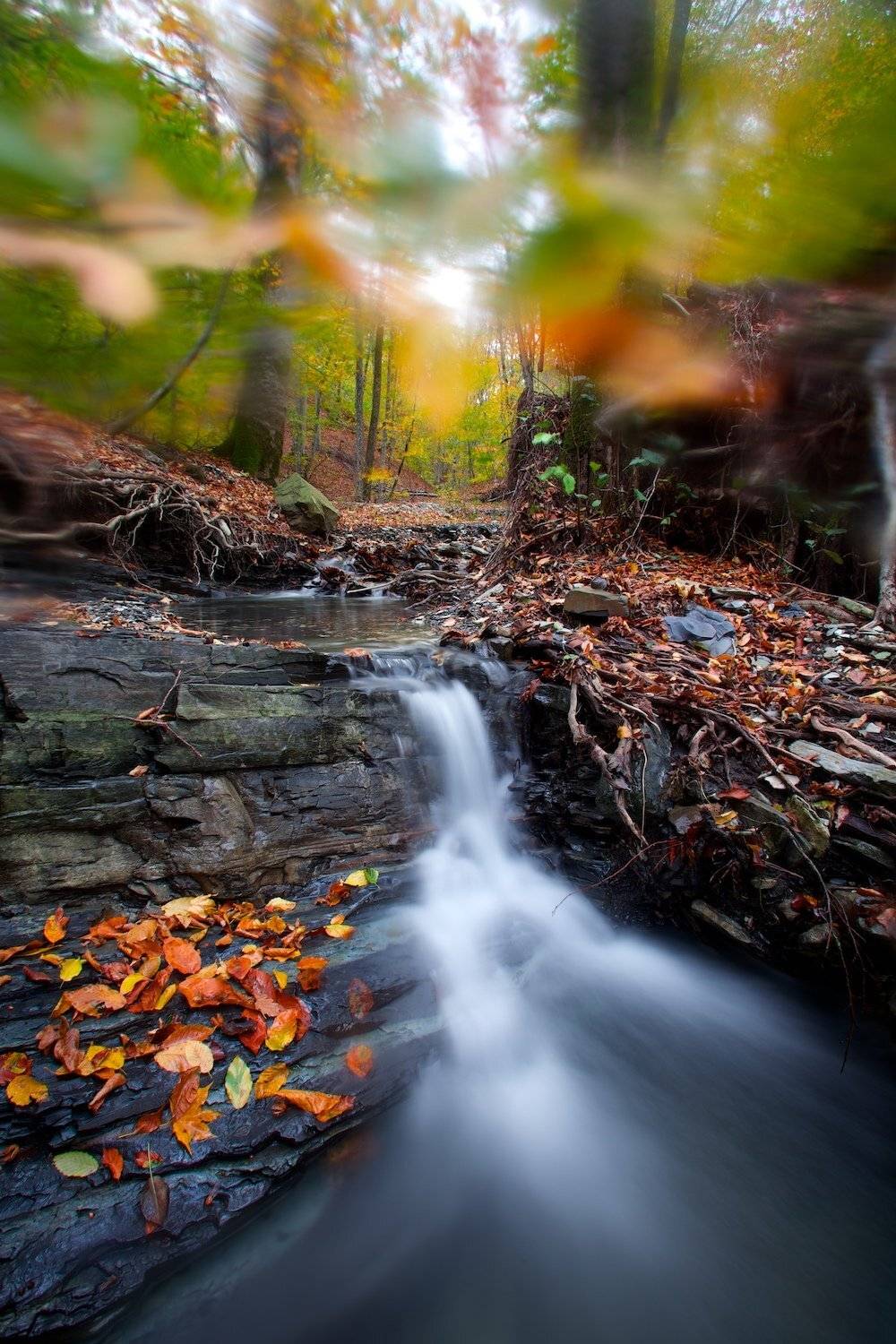 Дыхание осени. Автор: Никифоров Егор , Никифоров Егор