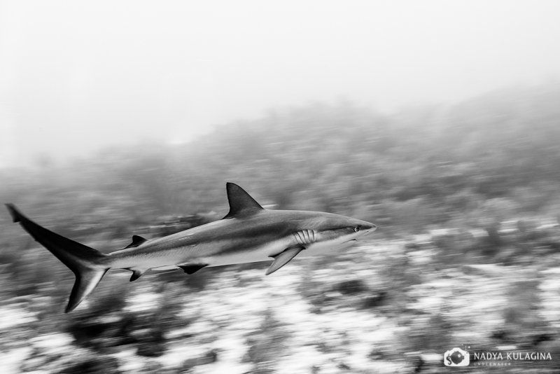 Санитары моряphoto preview