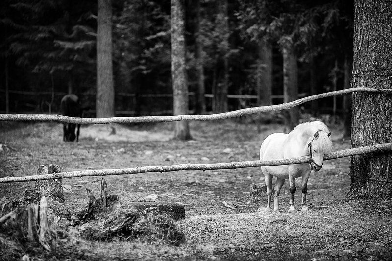 Животные.. Я маленькая лошадка...photo preview