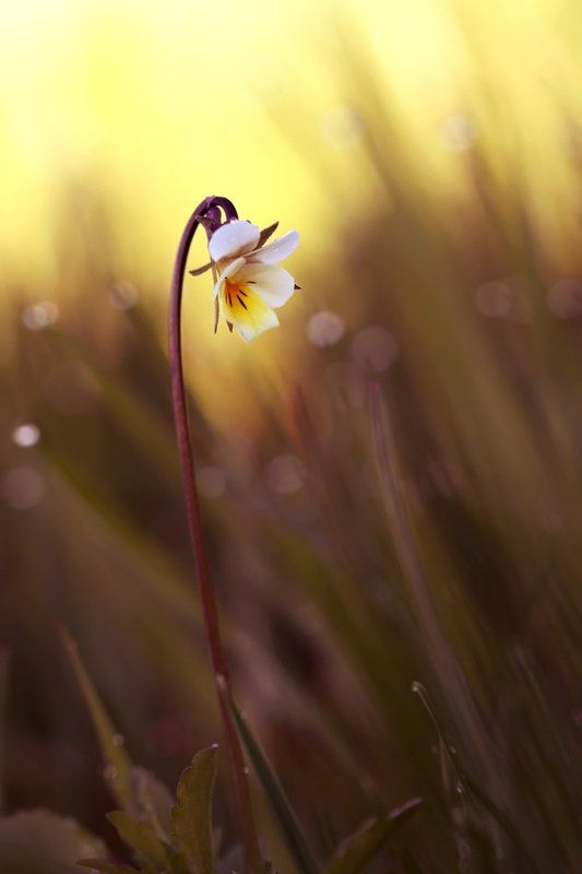 viola arvensis, полевые цветы, фиалка полевая **photo preview