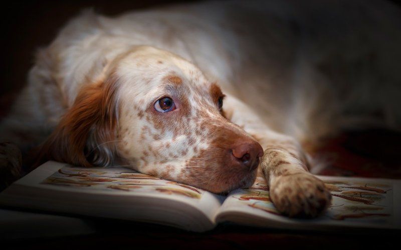 Английски сеттер, Охота, Охота с английским сеттером, Портрет животного, Портрет собаки, Саров, Фото собаки, Фотограф Домашкаphoto preview