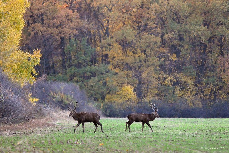 Психологическая битваphoto preview
