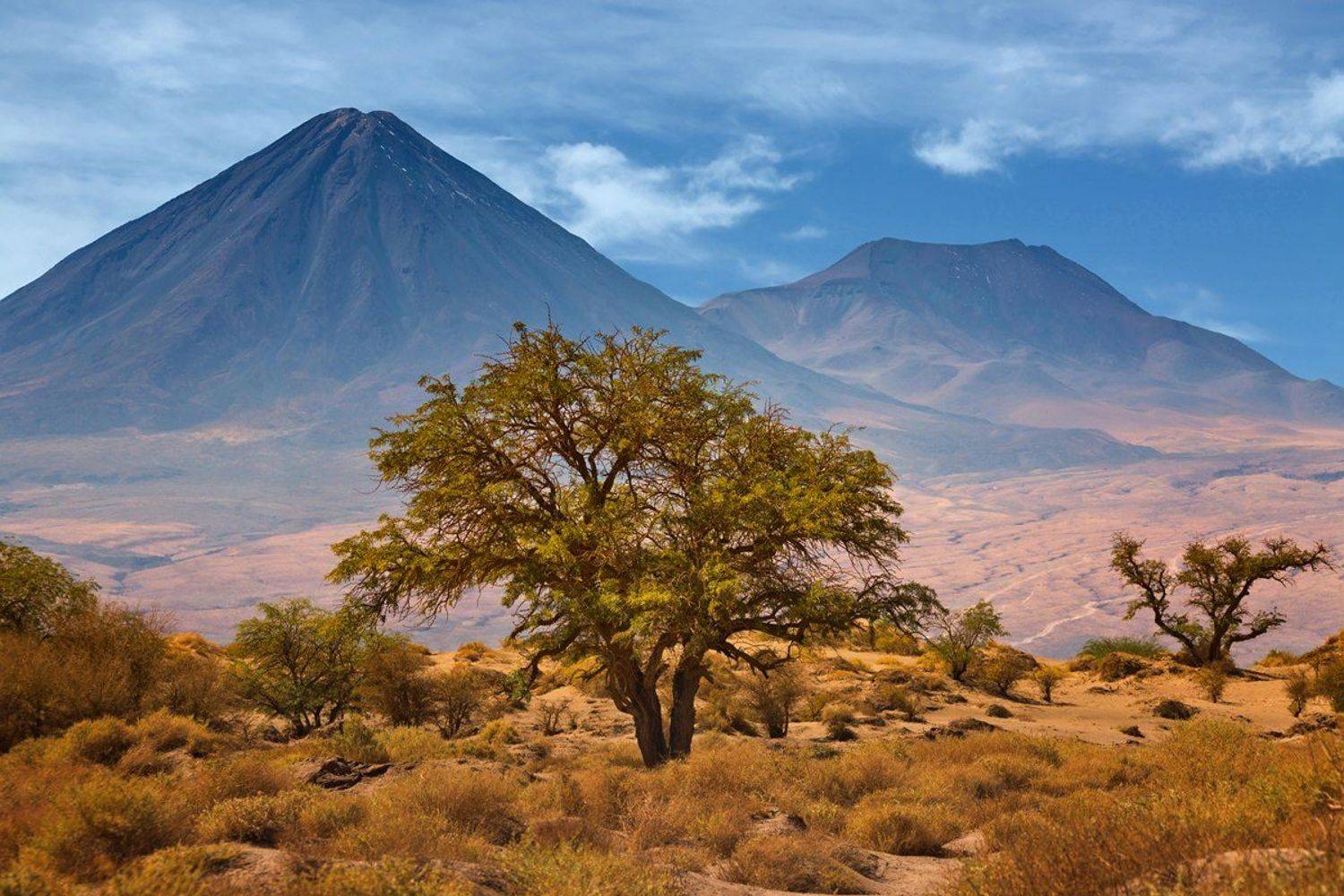 Вулкан Ликанкабур. Автор: Sam Атакама, Вулкан, Вулканы, Дерево, Деревья, Путешествие, Путешествия, Чили, Sam