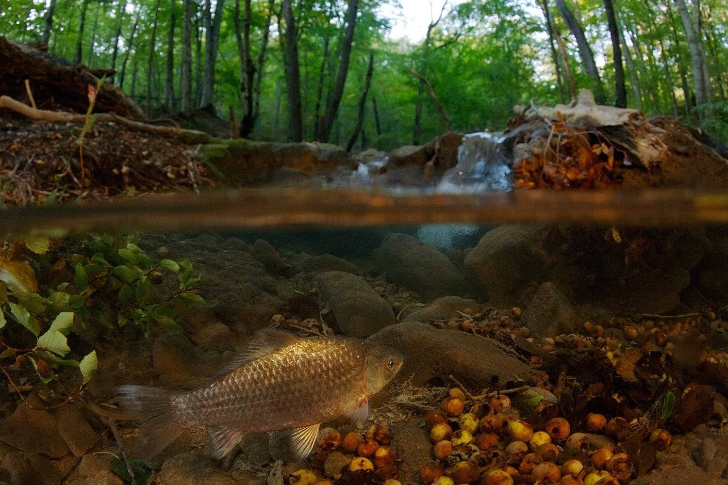 , Никифоров Егор