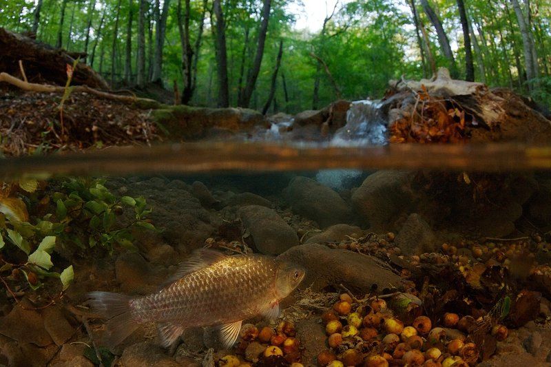 Ускользающее летоphoto preview