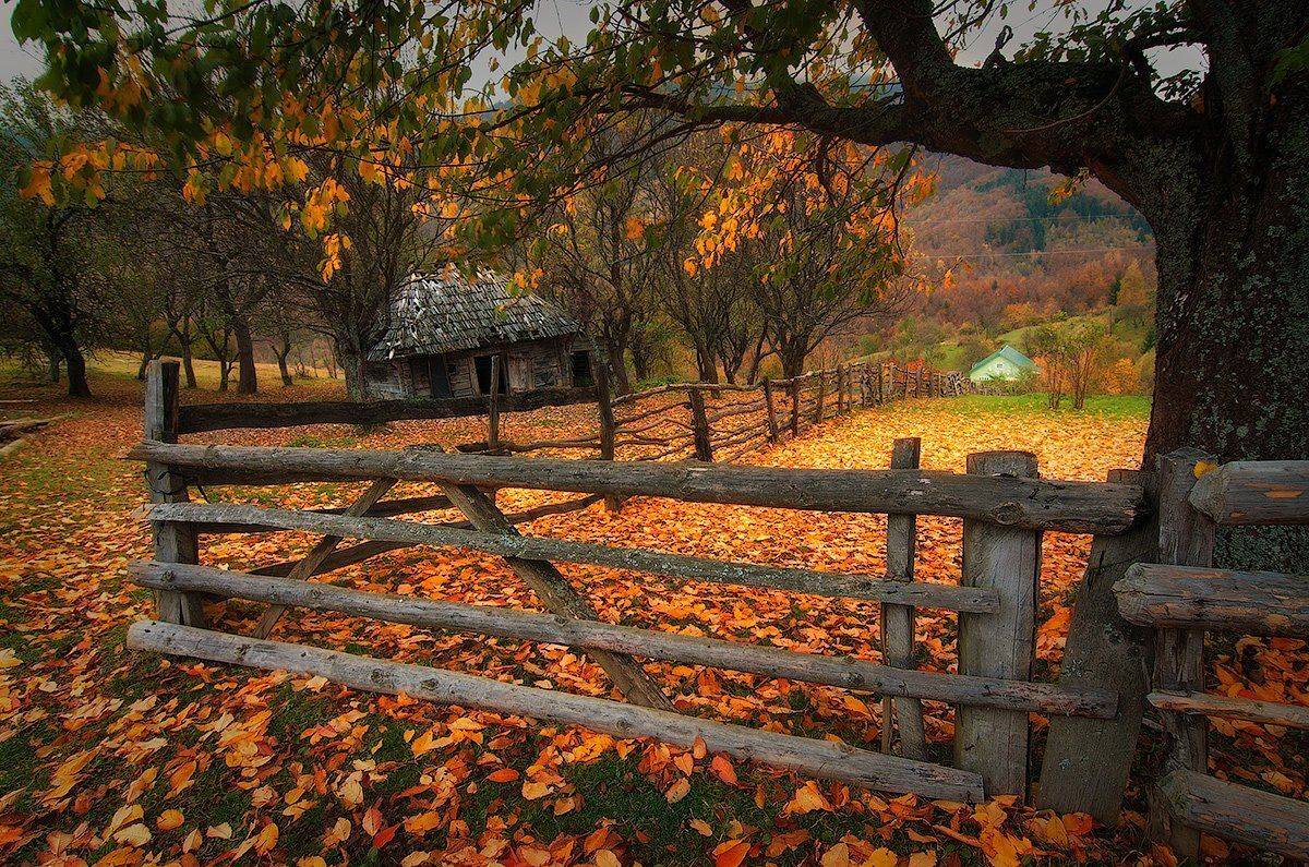 Карпатский октябрь. Автор: flyman , flyman