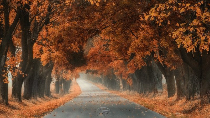 Autumn Treesphoto preview