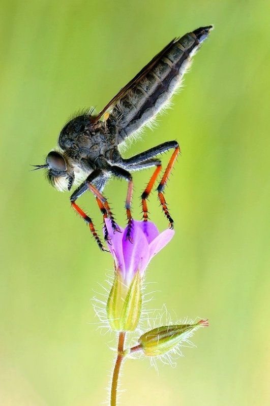 Балетphoto preview