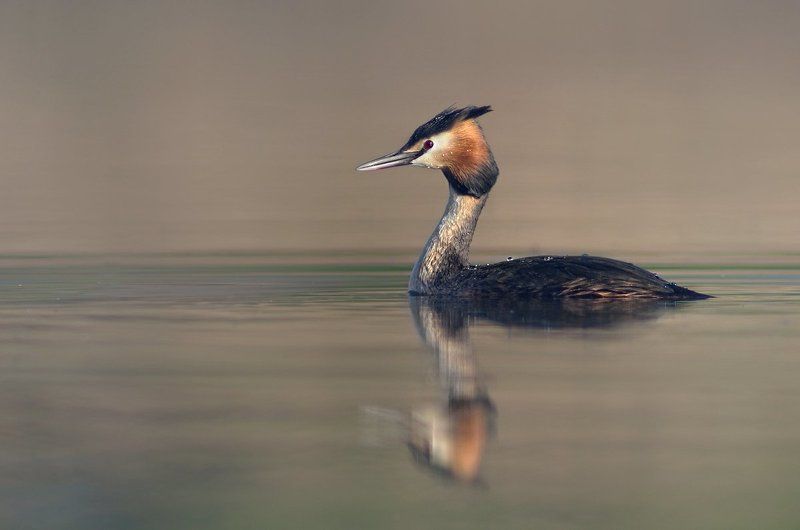 Чомга утромphoto preview