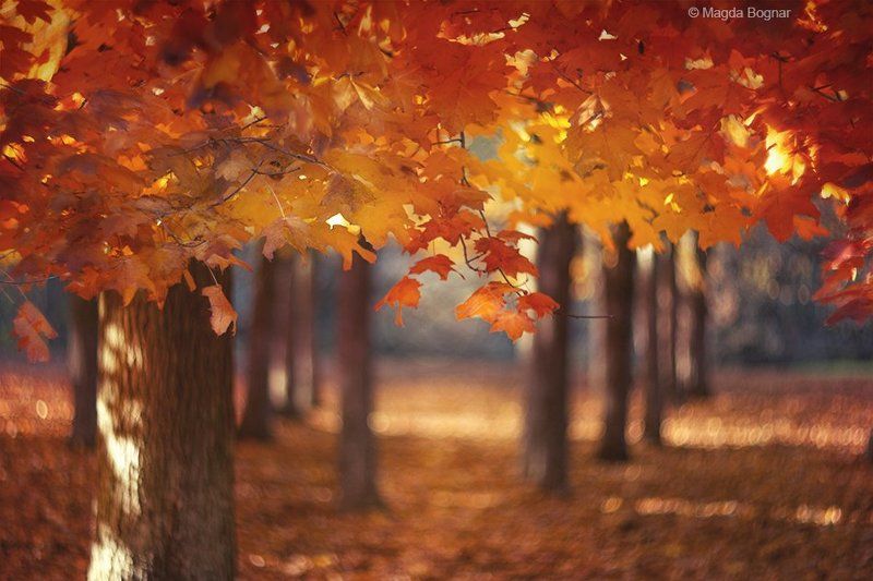 Red Canopyphoto preview