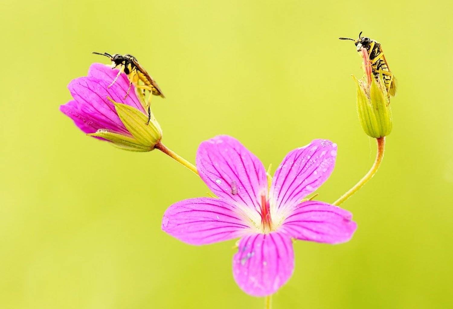 Соседи .... Автор: Zbyszek Walkiewicz , Zbyszek Walkiewicz