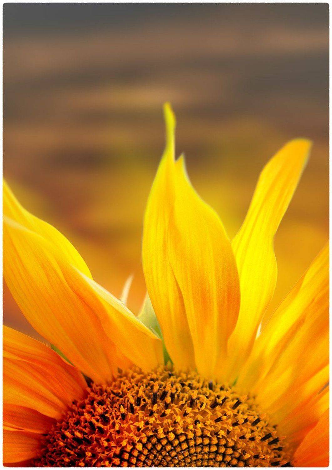 огненный вечер .... Автор: Incognito Andrew , Incognito Andrew