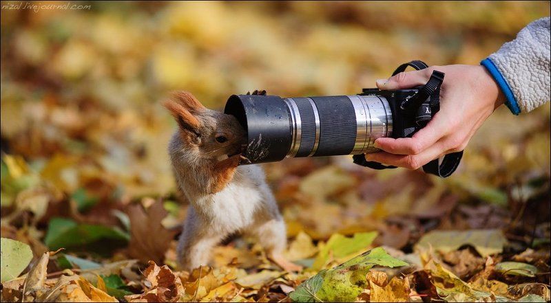 Белка, Животные С другой стороныphoto preview