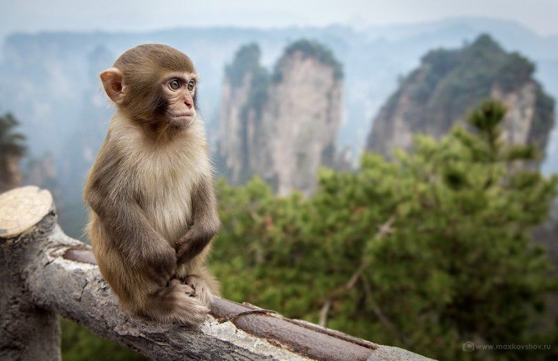 Zhangjiajie, Китай Дзэнphoto preview