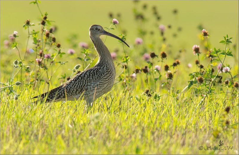 Numenius arquata, Кроншнеп большой, Осень, Природа, Птицы Кроншнеп большойphoto preview