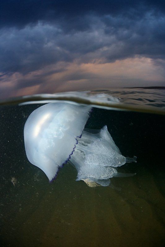 Предчувствие грозыphoto preview