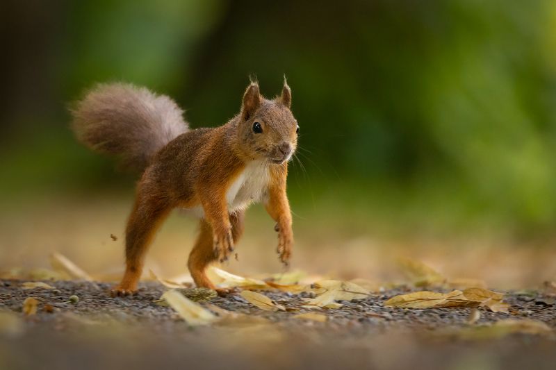 Squirrelphoto preview