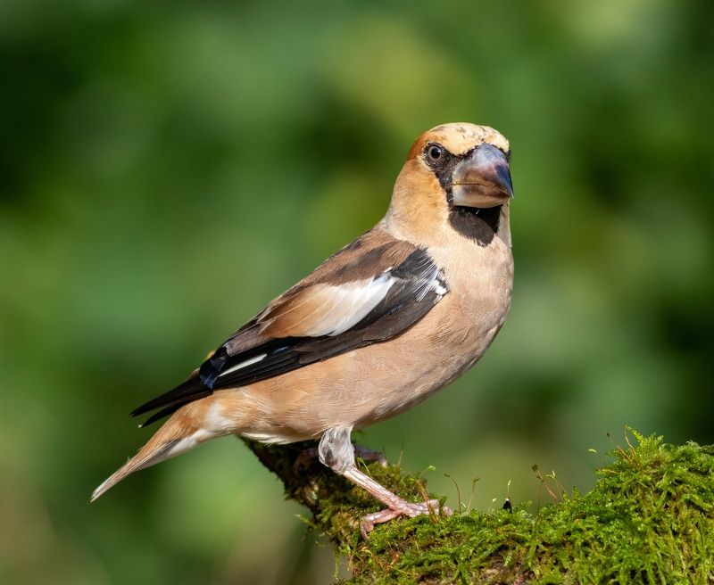 дубонос, птица, фотоохота, birds, hawfinch Дубоносphoto preview