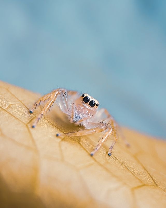 Macro Mobile photographyphoto preview