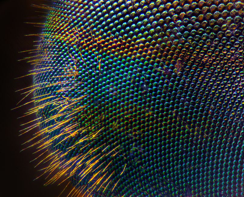 макро, слепень, глаз Глаз слепняphoto preview