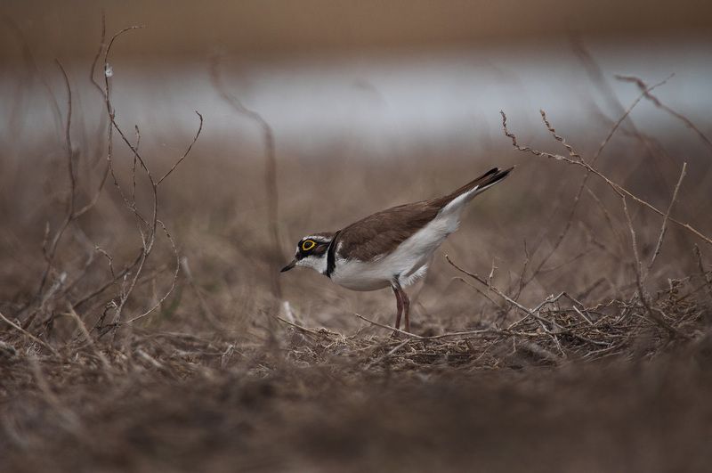 Малый зуёкphoto preview