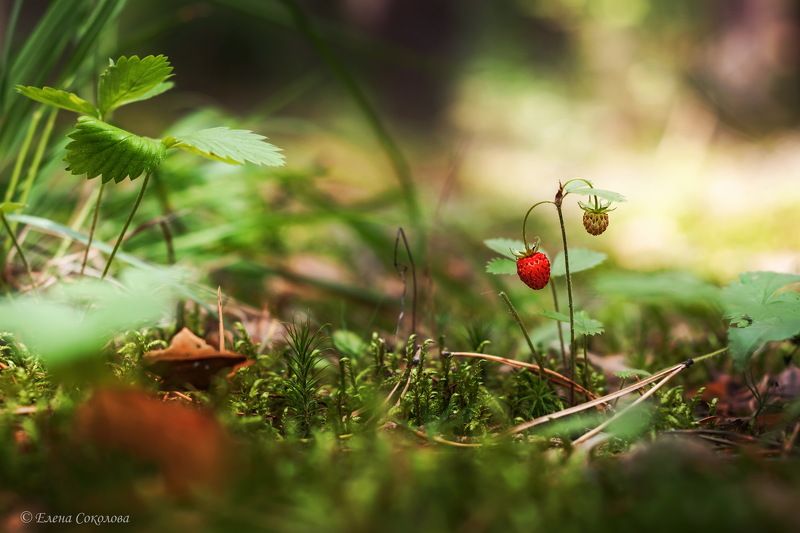 земляника, ягода, макро, лето Земляничинкаphoto preview