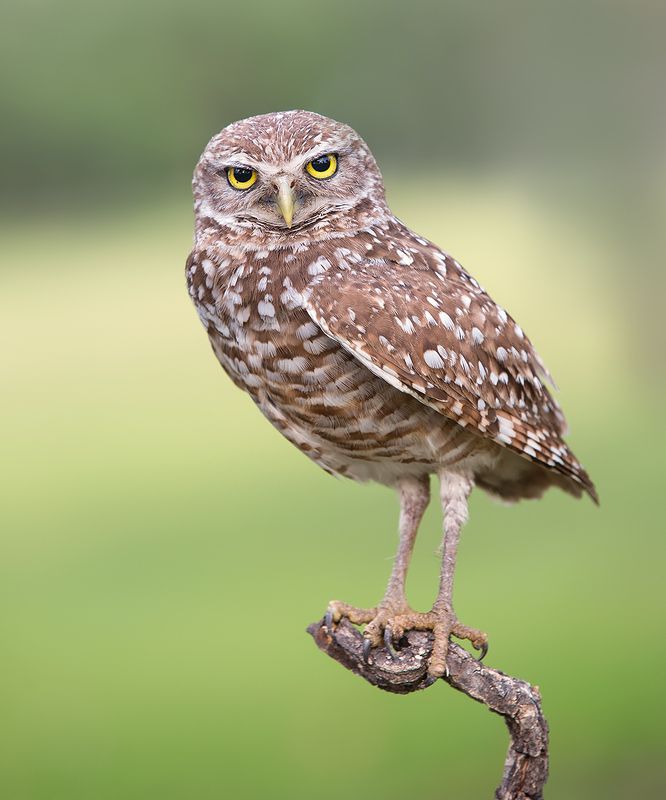 кроличий сыч, florida, burrowing owl, owl, флорида,сыч Cыч - Burrowing Owlphoto preview