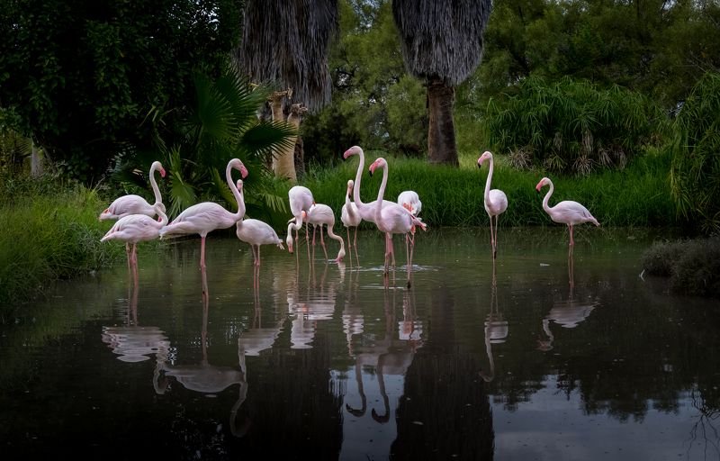 фламинго, намибия, нд, птицы, flamingos, namibia, birds, намибия 2021 Сонное царствоphoto preview