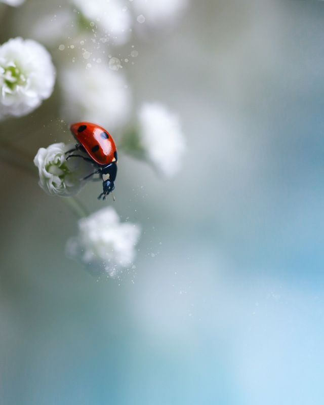 macro, nature, макро, насекомые, природа photo preview