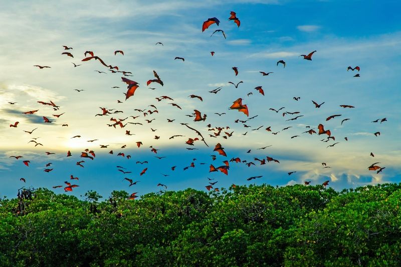 летучая лисица, летучая мышь, полет, стая, закат, вечер, мангровые заросли, индонезия, азия, дикая природа, летать Стая летучих лисиц над мангровыми зарослямиphoto preview