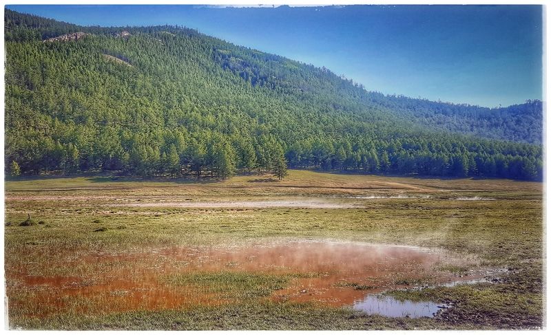 Ольхон, лес,природа.  Ольхон.photo preview