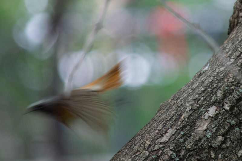 Полет горихвосткиphoto preview