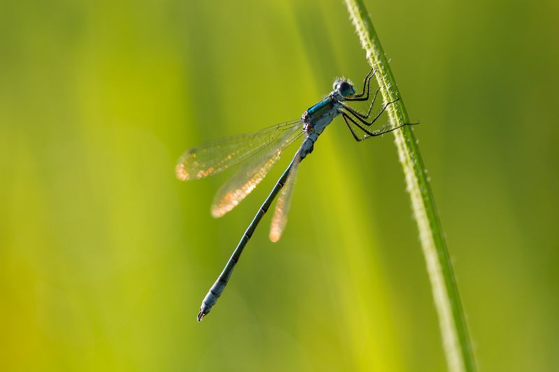 Водно конче на стрък трева рано сутриинтаphoto preview