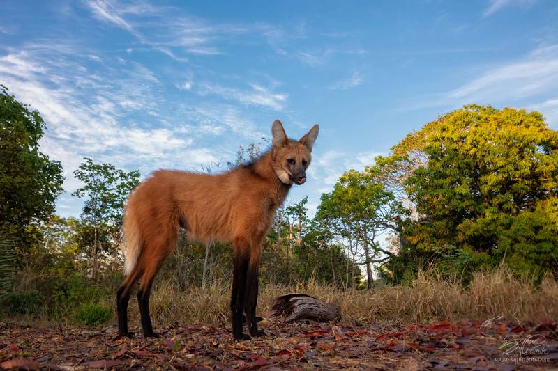 Гривистый волкphoto preview