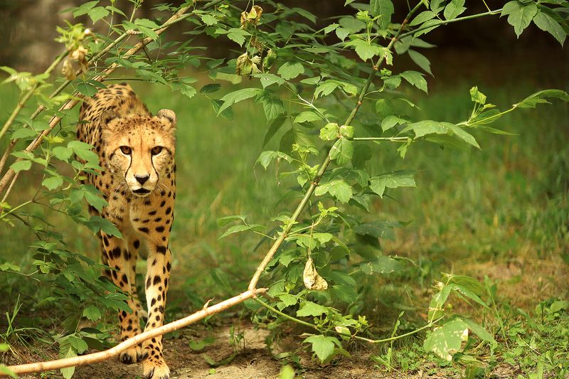 Взглядphoto preview