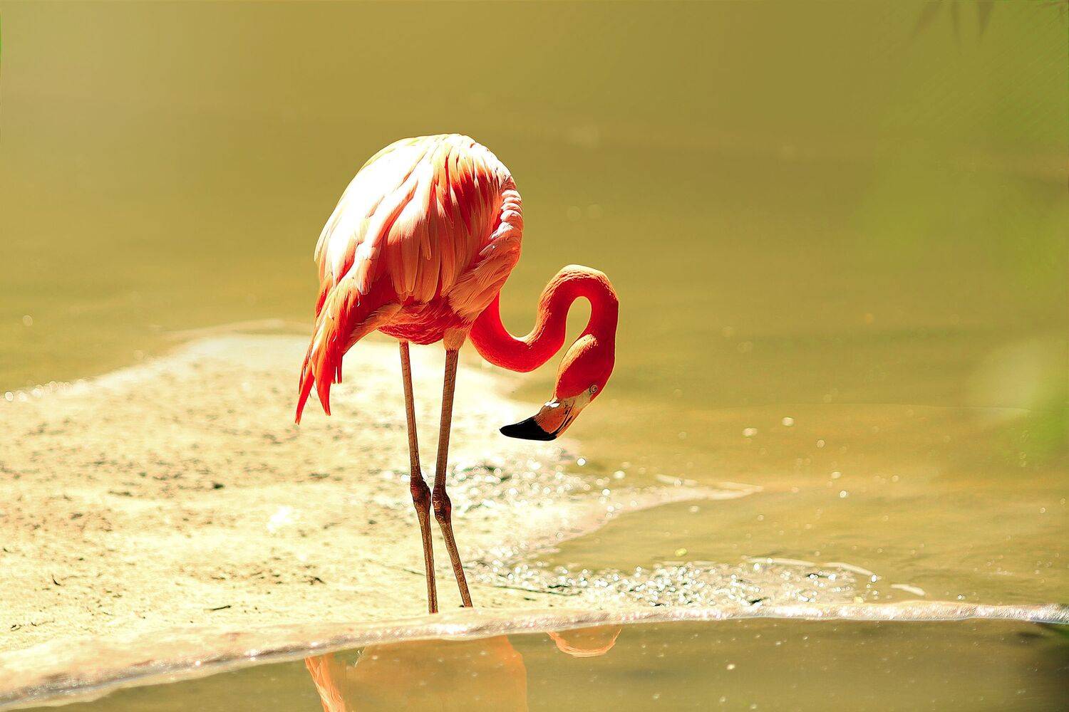 Автор: Левина Ольга , Левина Ольга