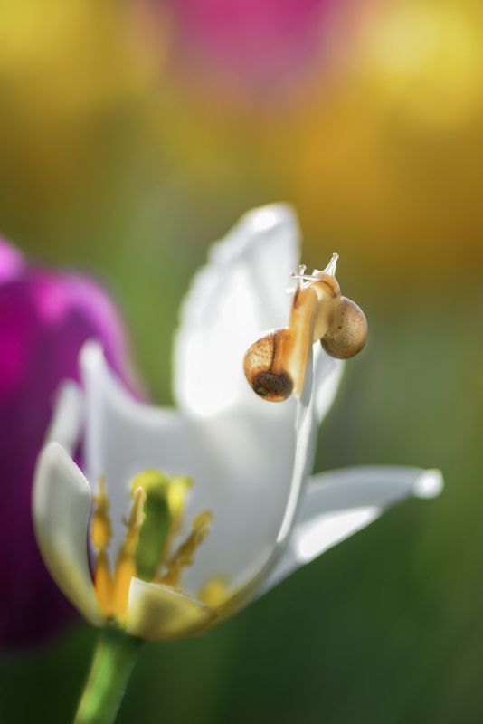 макро, макросказки, макроистории, улитки, вчувствование, созерцание, тишина, покой, лес, природа, красота, \