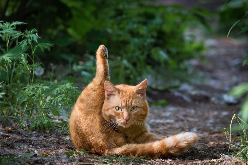 кот котphoto preview