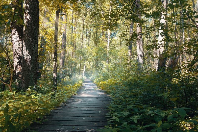 лес тропинка пейзаж леето Lublinekphoto preview