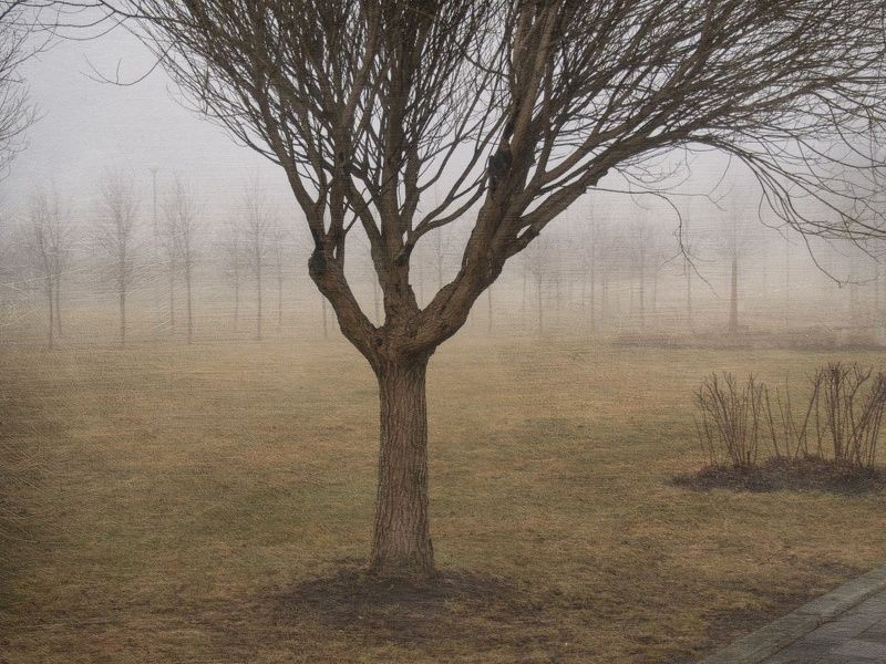 Дерева в туманеphoto preview