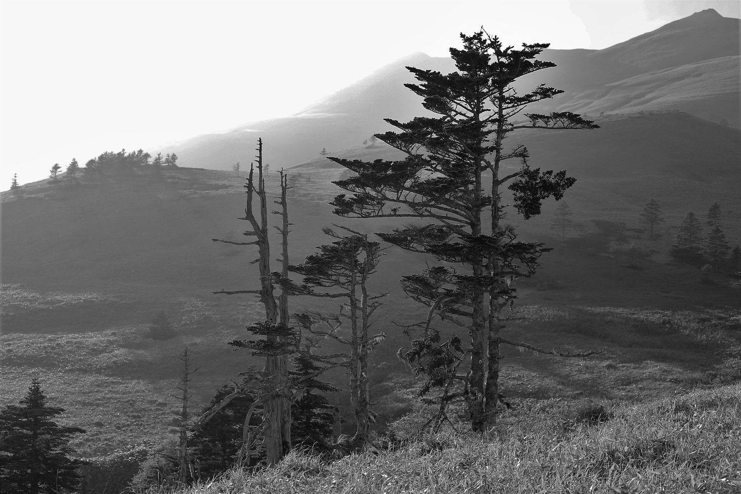 остров шикотан, курильские острова, дальний восток, пейзаж, вечнозеленые, горы, холмы, лето, Максимушкина Ольга