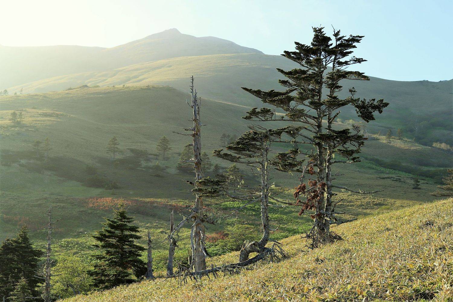 Остров Шикотан, по дороге из бухты Церковная.. Автор: Максимушкина Ольга , Максимушкина Ольга